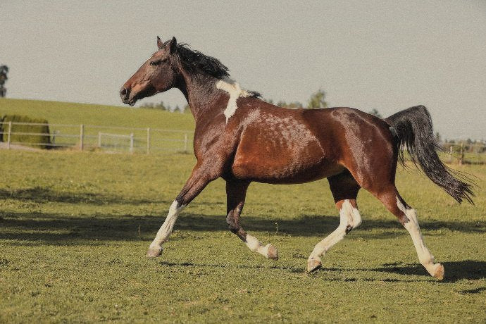 Brauner Schecke im Galopp auf der Weide